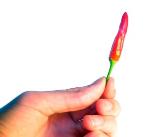 paprika_inspirál ébreszt vagott